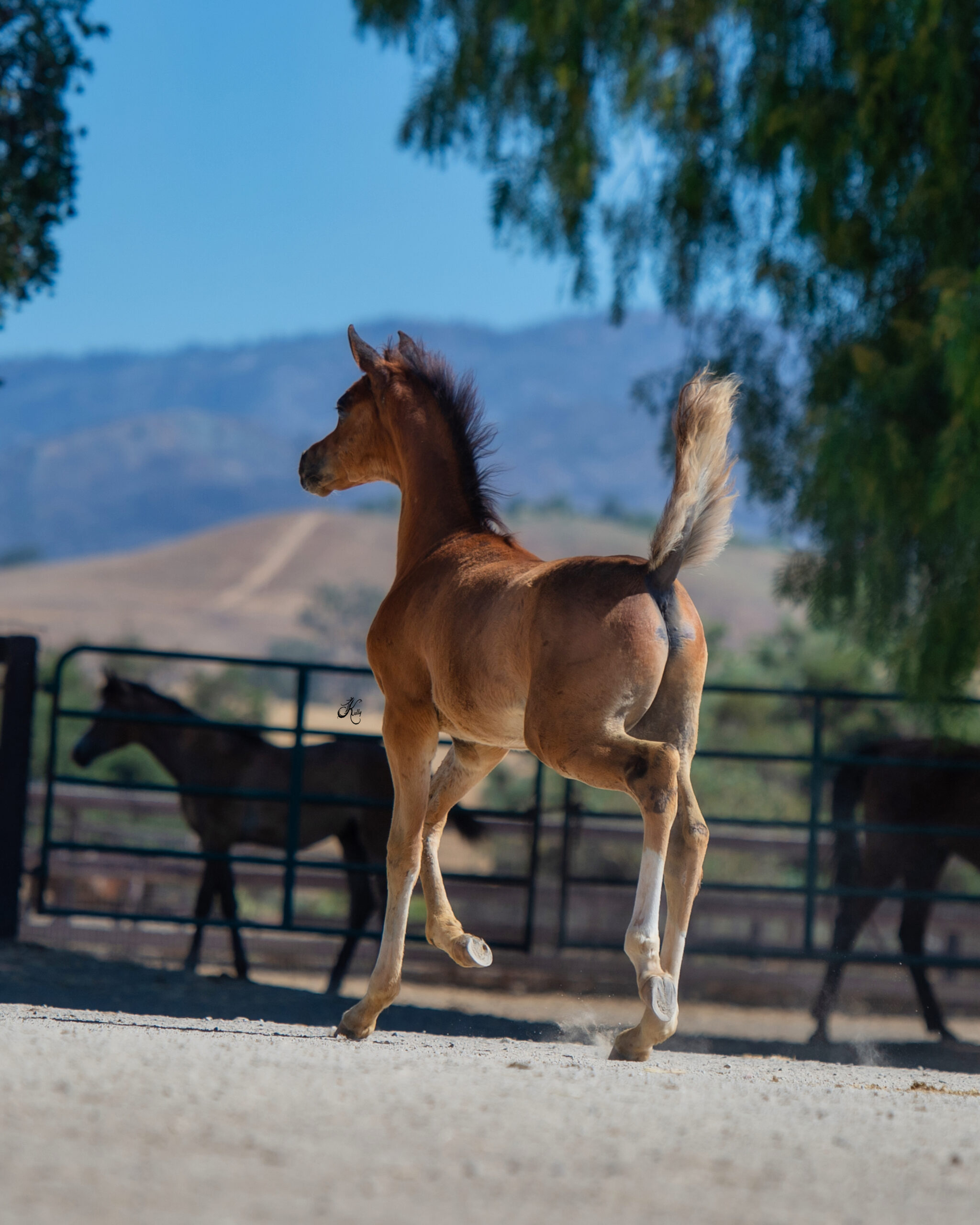 Bella Rio Stallion Om El Bellasario - Om El Arab