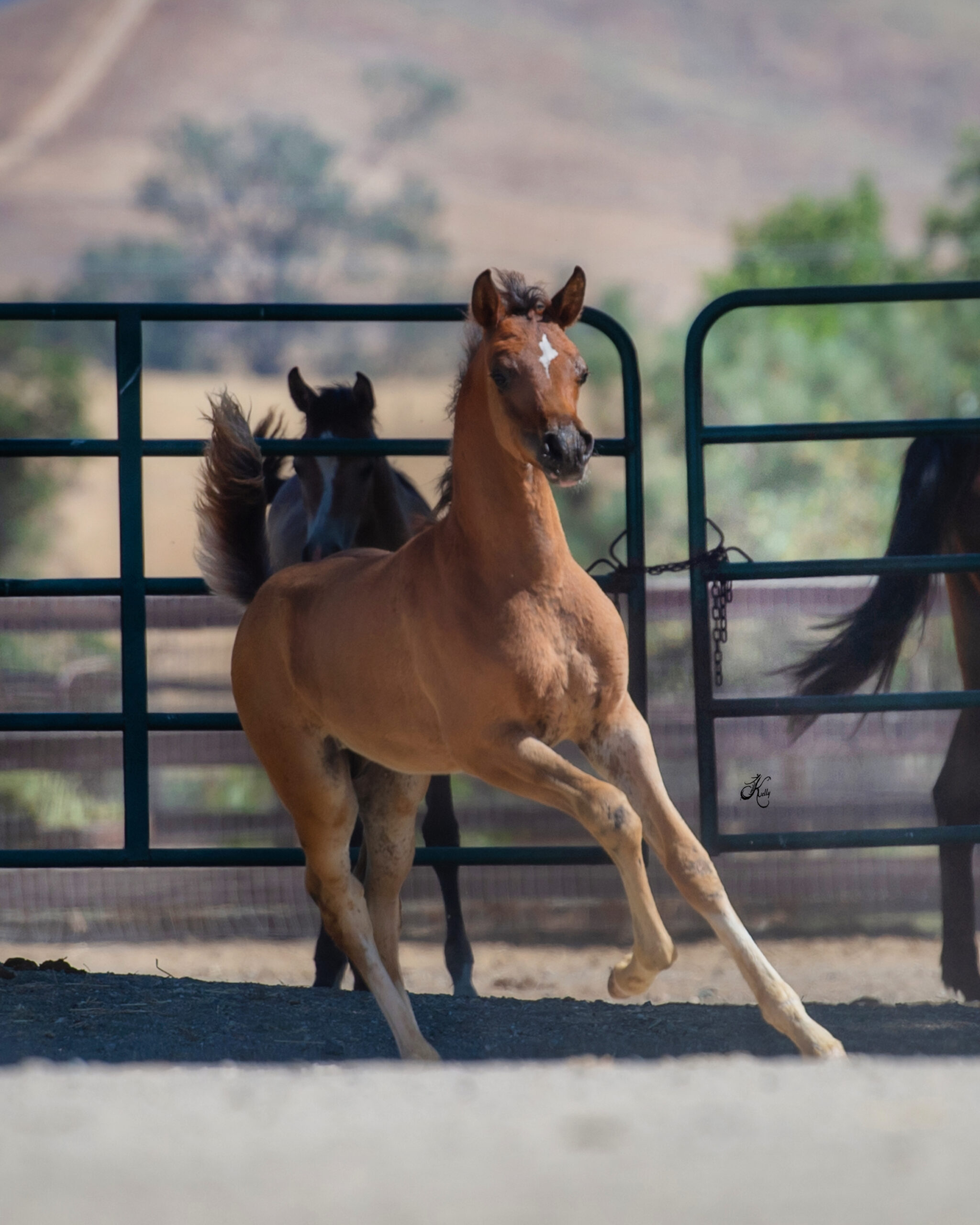 Bella Rio Stallion Om El Bellasario - Om El Arab